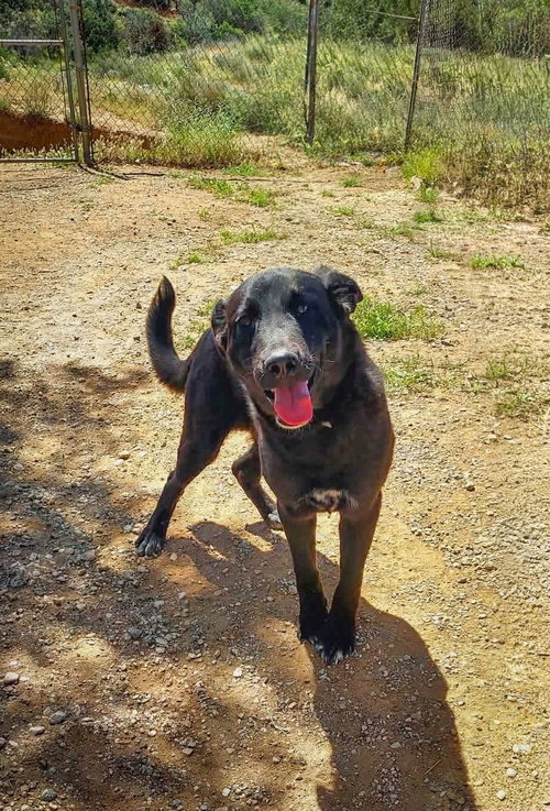 Hunter, an adoptable Labrador Retriever in San Diego, CA