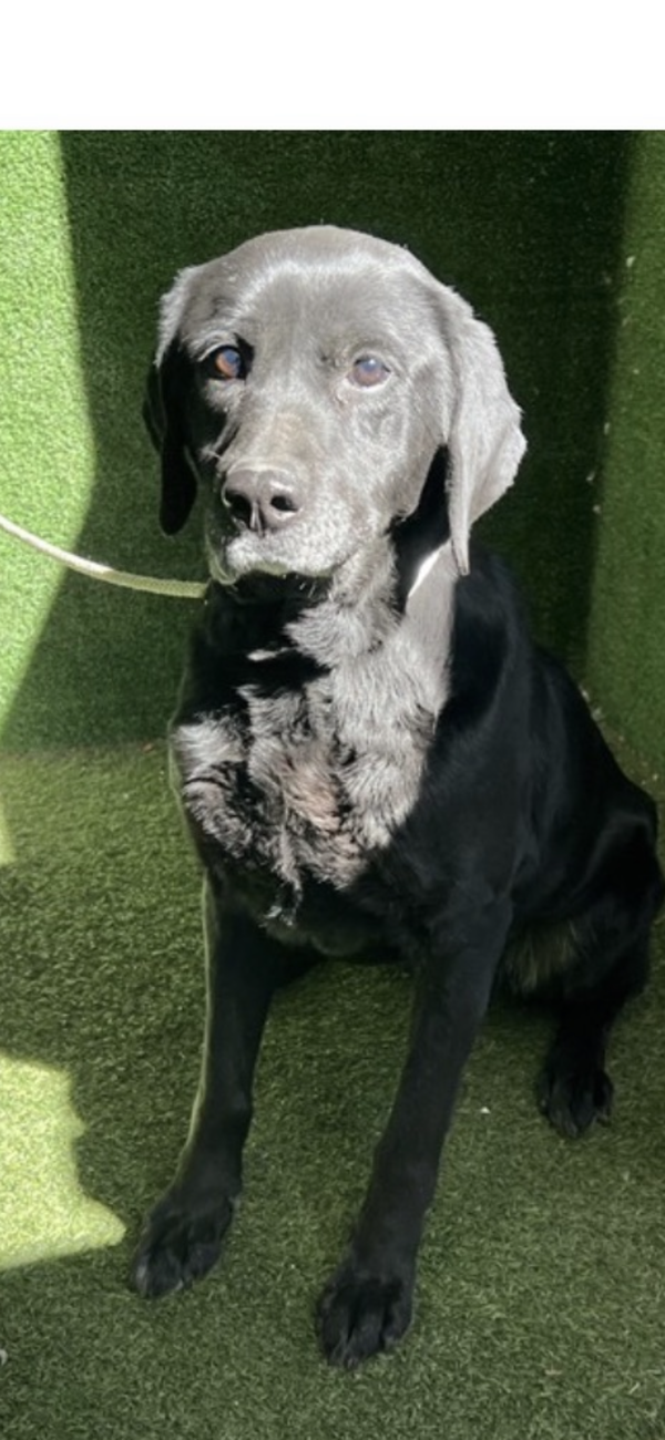 Maya