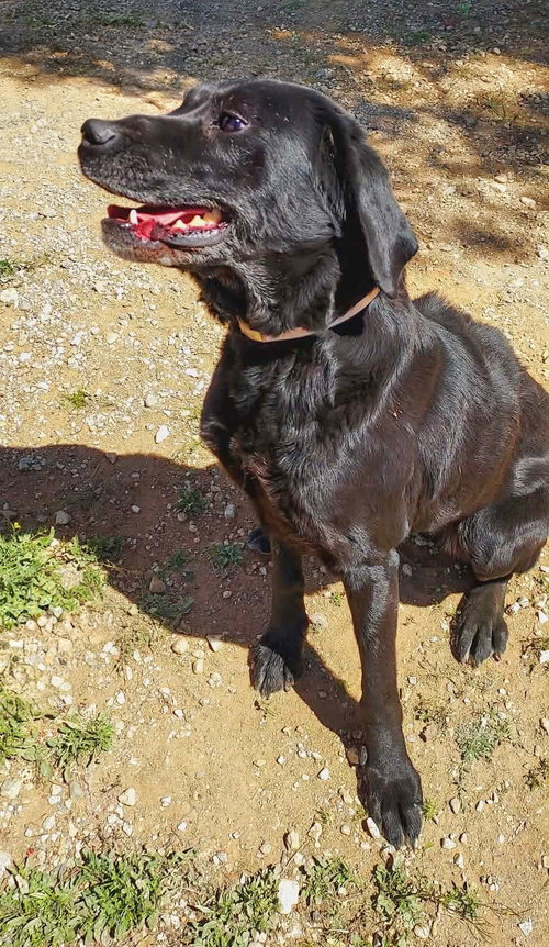picture of the dog needing adoption