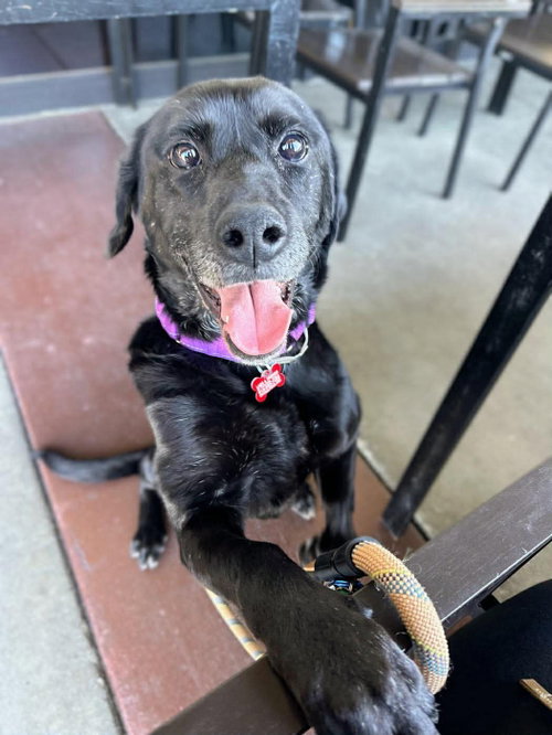 Maya, an adoptable Labrador Retriever in San Diego, CA