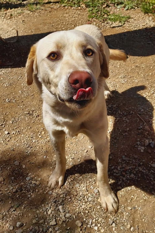 picture of the dog needing adoption