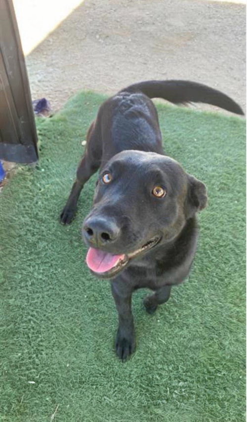 picture of the dog needing adoption