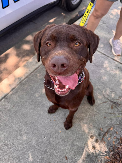 Bronco, an adoptable Labrador Retriever in San Diego, CA