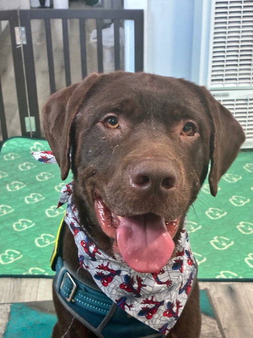 Bronco, an adoptable Labrador Retriever in San Diego, CA
