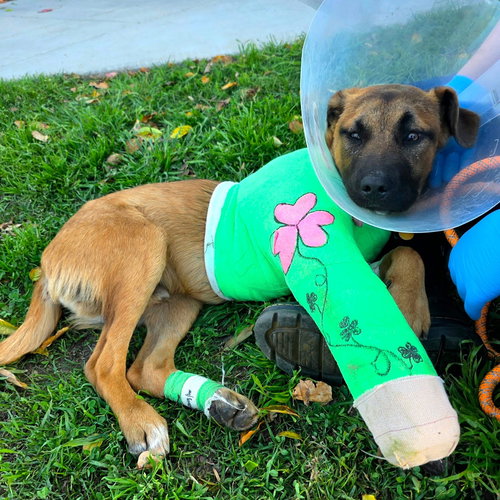 Shamrock, an adoptable German Shepherd Dog in San Diego, CA