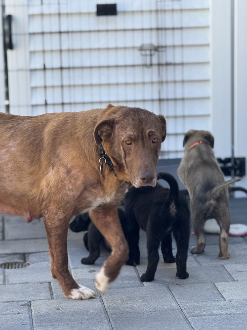 Rosie, an adoptable Labrador Retriever in San Diego, CA