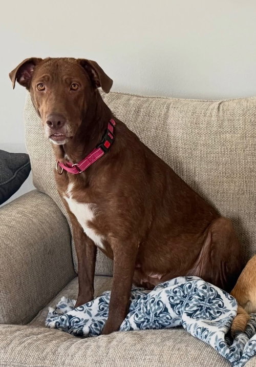 Rosie