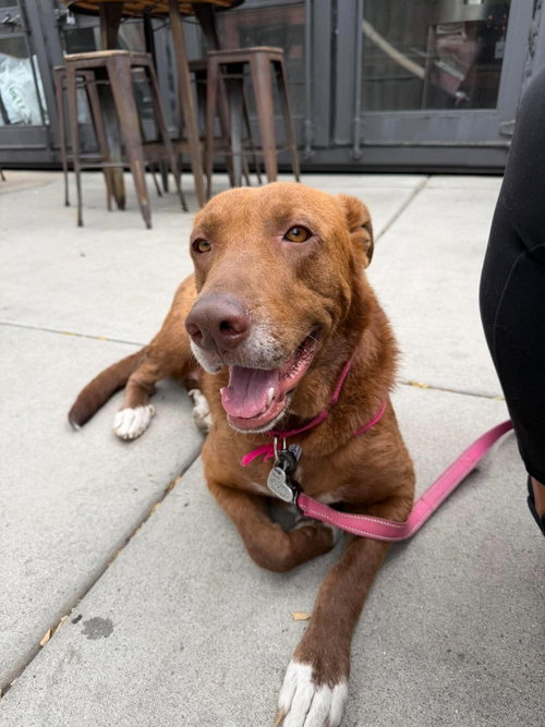 Rosie, a dog for adoption from Labradors and Friends Dog Rescue Group