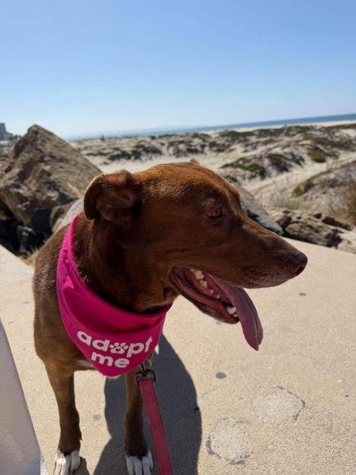 Photo 4 of Rosie