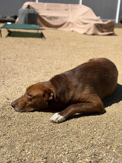 Photo 6 of Rosie