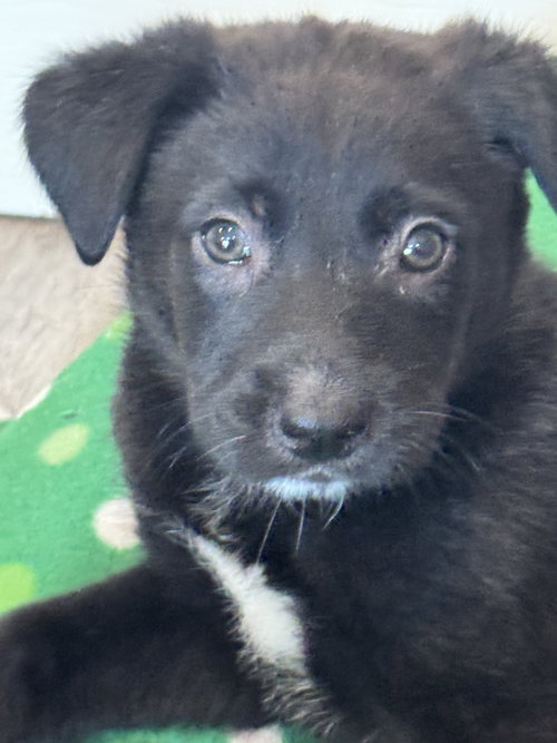Rosie's Puppy River, an adoptable Labrador Retriever in San Diego, CA