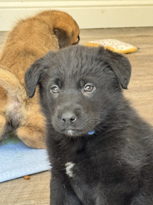 Rosie's Puppy River