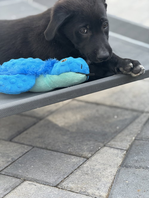 Rosie's Puppy River, an adoptable Labrador Retriever in San Diego, CA