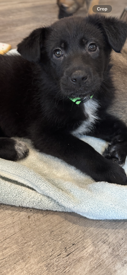 Rosie's Puppy Sunny, an adoptable Labrador Retriever in San Diego, CA
