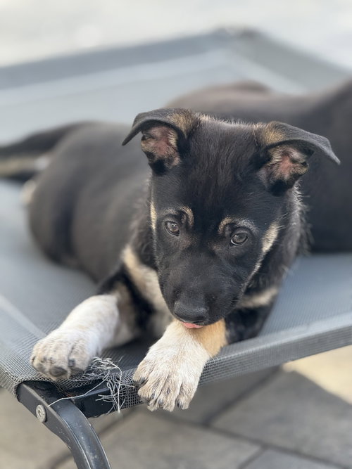 Rosie's Puppy Meadow, an adoptable Labrador Retriever in San Diego, CA