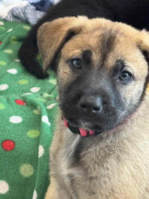 Rosie's Puppy Blossom, an adoptable Labrador Retriever in San Diego, CA