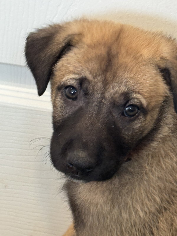 Rosie's Puppy Blossom