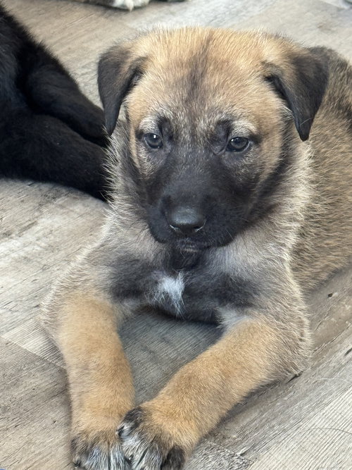 Rosie's Puppy Poppy, an adoptable Labrador Retriever in San Diego, CA