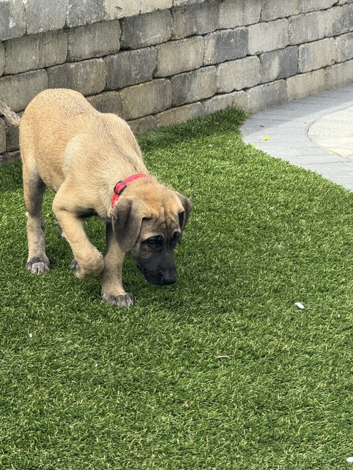 Rosie's Puppy Poppy, an adoptable Labrador Retriever in San Diego, CA