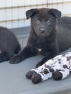 Rosie's Puppy Onyx - Photo 2