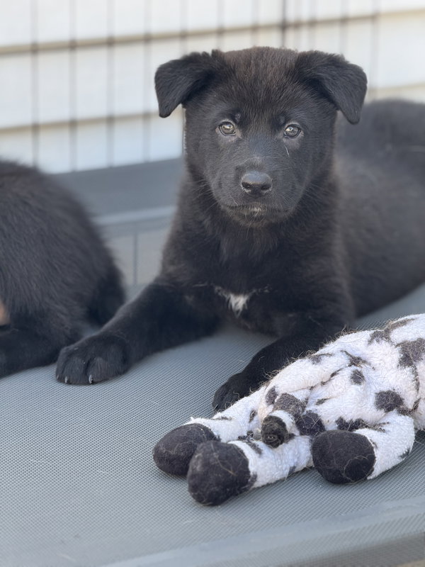 Rosie's Puppy Onyx