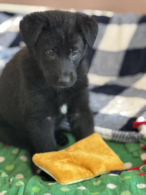 Rosie's Puppy Harper, an adoptable Labrador Retriever in San Diego, CA
