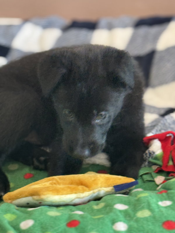 Rosie's Puppy Harper