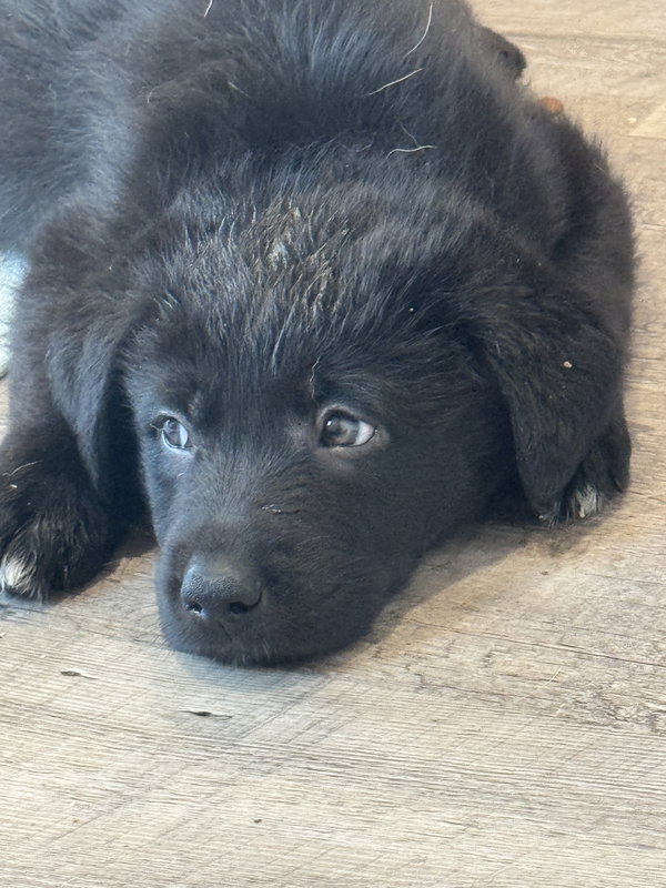 Rosie's Puppy Scout