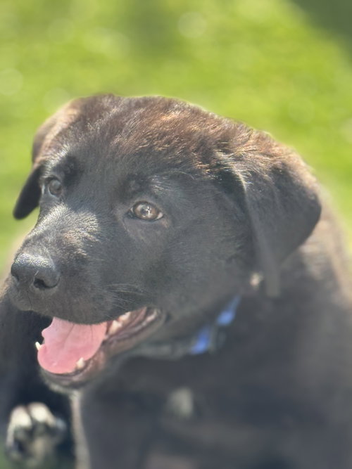 Rosie's Puppy Scout, an adoptable Labrador Retriever in San Diego, CA