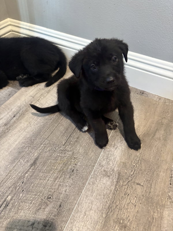 Rosie's Puppy Teddy