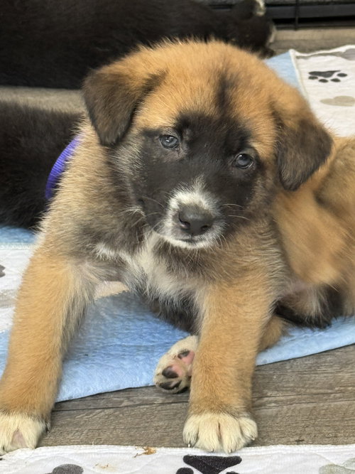 Rosie's Puppy Clover, an adoptable Labrador Retriever in San Diego, CA
