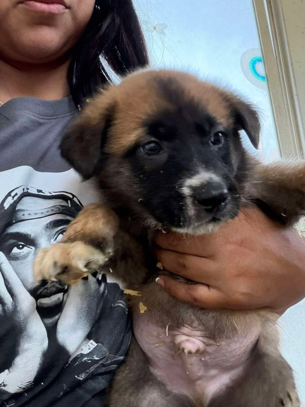 Rosie's Puppy Clover