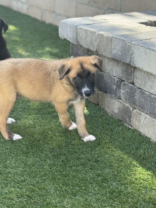 Rosie's Puppy Clover, an adoptable Labrador Retriever in San Diego, CA