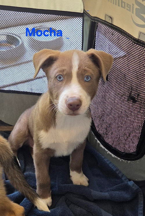 Marilynn's Puppy Mocha, an adoptable Labrador Retriever in San Diego, CA
