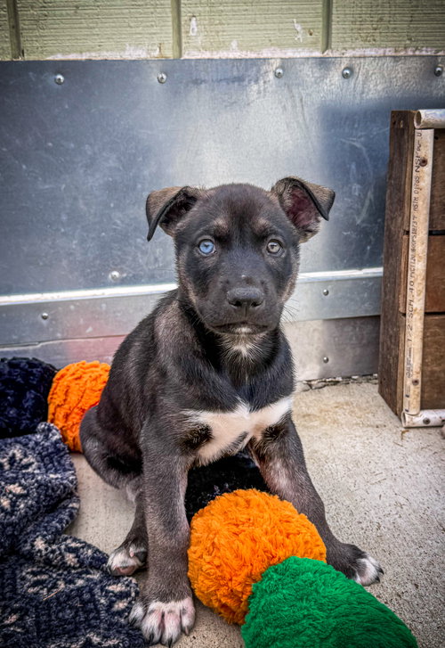 Marilynn's Puppy Murphy, an adoptable Labrador Retriever in San Diego, CA