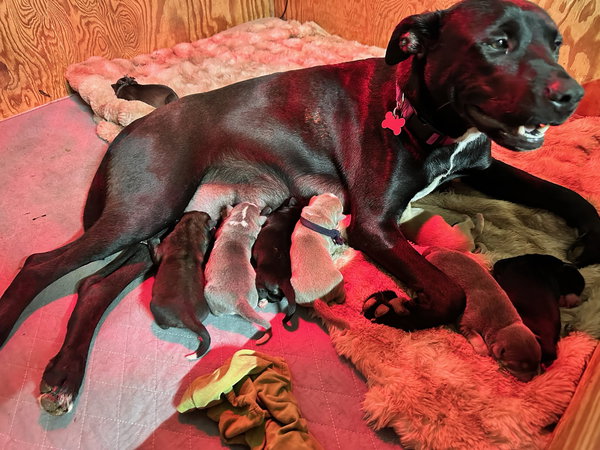 Marilynn's Puppy Major