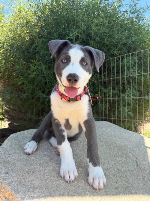 Marilynn's Puppy Major, an adoptable Labrador Retriever in San Diego, CA