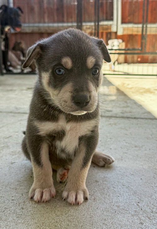 Marilynn's Puppy Makai, an adoptable Labrador Retriever in San Diego, CA
