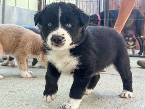 Marilynn's Puppy Magic, an adoptable Labrador Retriever in San Diego, CA