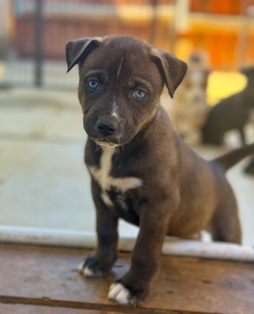 Marilynn's Puppy Midge, an adoptable Labrador Retriever in San Diego, CA