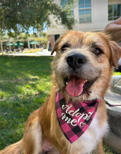 Oso, an adoptable Terrier in San Diego, CA