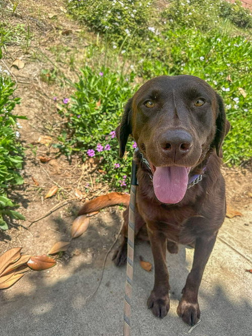 Smokey, an adoptable Labrador Retriever in San Diego, CA