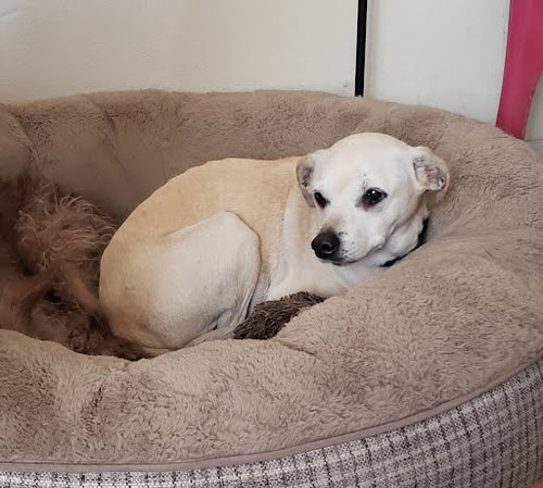 picture of the dog needing adoption