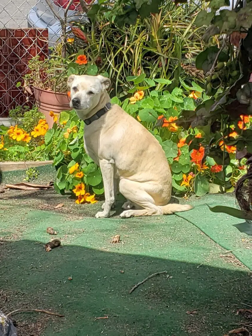 Lacey image 2
