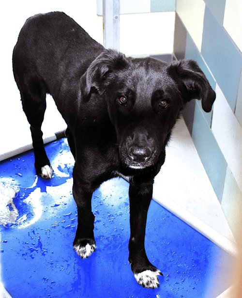 POTTER - Labrador Retriever available for adoption