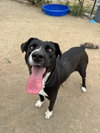 Sadie - Photo 4