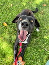 Sadie - Photo 5