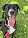 Sadie - Photo 6