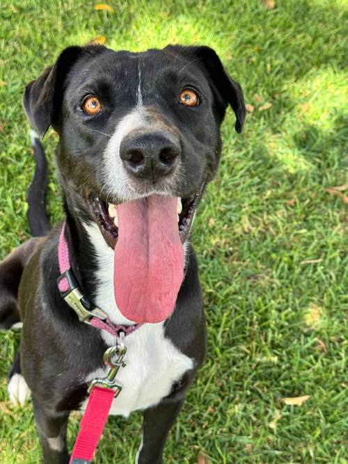Sadie photo 6