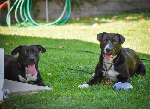 Sadie photo 2